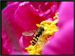 Kwiatka, Środek, Pszczoła, Różowego